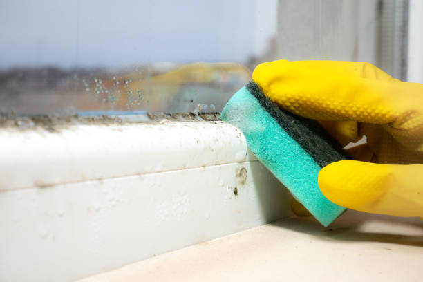 Cupertino, CA Mold Inspection, Removal & Remediation Company